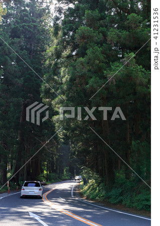 栃木県日光市 日光杉並木街道(5月) 栃木県日光市 日光杉並木街道(5月) 41231536