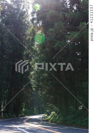 栃木県日光市 日光杉並木街道(5月) 栃木県日光市 日光杉並木街道(5月) 41231537