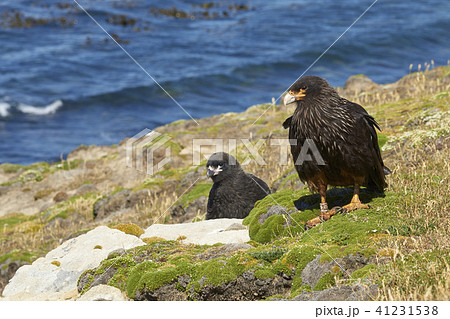 Striated Caracara with chick Striated Caracara with chick 41231538