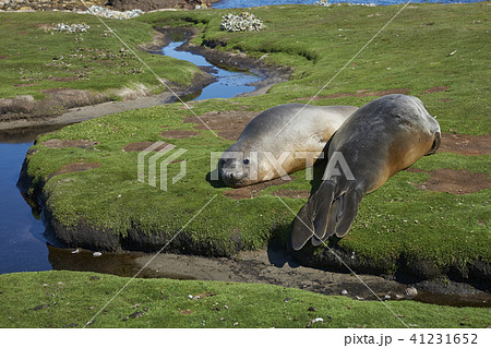 Southern Elephant Seals in a muddy wallow 41231652