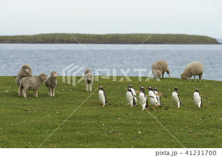 Gentoo Penguins on a sheep farm Gentoo Penguins on a sheep farm 41231700