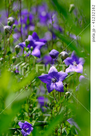 桔梗 41232162