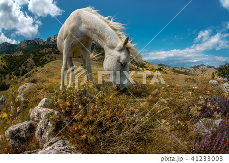 Beauty nature mountain landscape with white horse 41233003