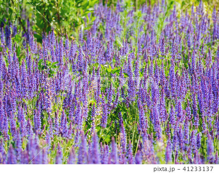 blooming Woodland Sage blooming Woodland Sage 41233137