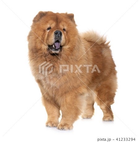 chow chow dog 41233294