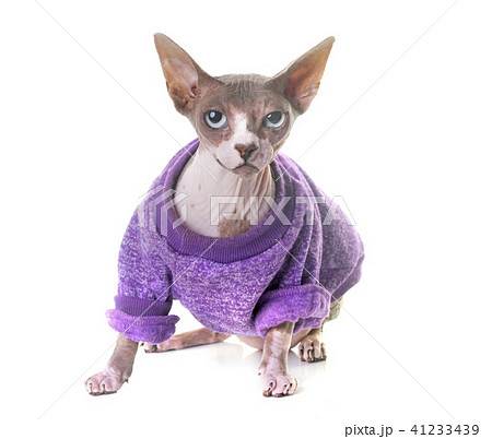 dressed sphinx cat in studio 41233439