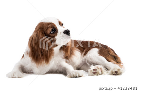 Cavalier King Charles Spaniel 41233481
