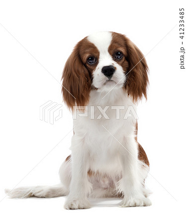 Cavalier King Charles Spaniel Cavalier King Charles Spaniel 41233485