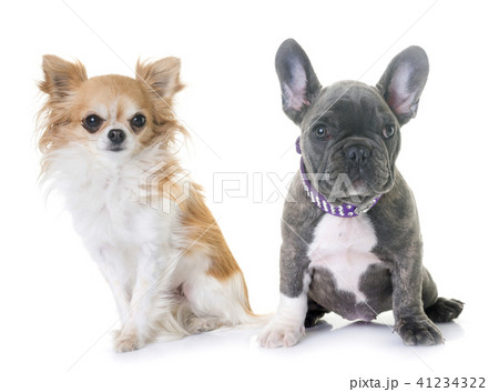 puppy french bulldog and chihuahua 41234322