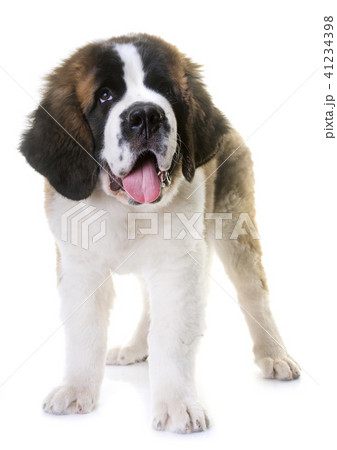 puppy saint bernard 41234398