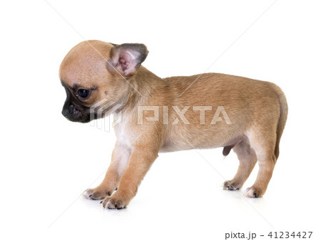 chihuahua in studio 41234427