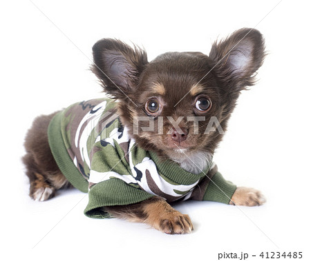 puppy chihuahua in studio puppy chihuahua in studio 41234485