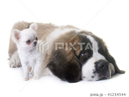 puppies chihuahua and saint bernard puppies chihuahua and saint bernard 41234544