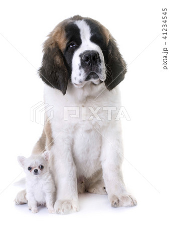puppies chihuahua and saint bernard 41234545