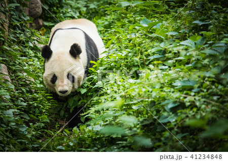 Giand Panda Bear. China Wildlife. Giand Panda Bear. China Wildlife. 41234848