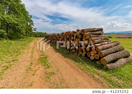 Big pile of oak wood in a forest 41235252