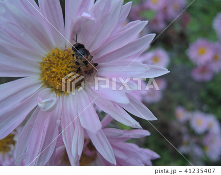花と雨に濡れたミツバチ 41235407