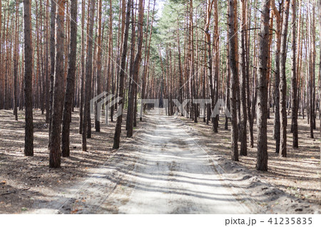 pine forest rural road pine forest rural road 41235835