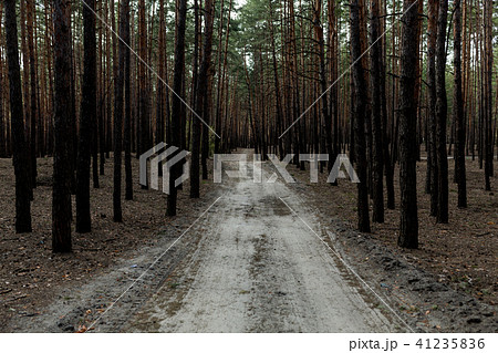 pine forest rural road 41235836