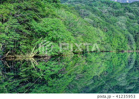 新緑の蔦沼 新緑の蔦沼 41235953