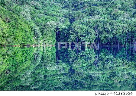 新緑の蔦沼 新緑の蔦沼 41235954