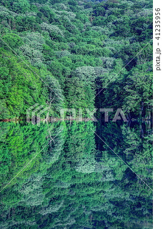 新緑の蔦沼 41235956