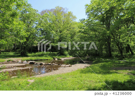 初夏の戸隠キャンプ場　逆サ川 41236000