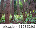 林の中 41236298
