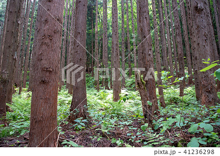 林の中 41236298