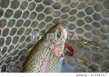 ラバーネットのレインボートラウト 41236337