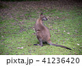 振り向くワラビー 41236420