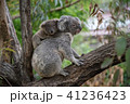 コアラ母子 41236423