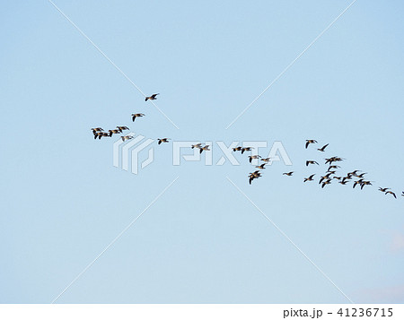 夕暮れ時の青空を飛ぶ鳥のシルエット 左向き の写真素材