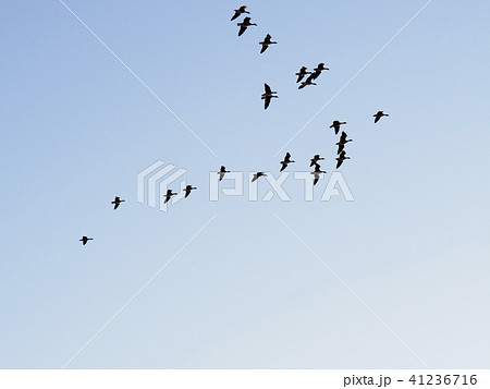 夕暮れ時の青空を飛ぶ鳥のシルエット 右向き の写真素材