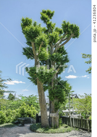 御霊神社の夫婦銀杏~権五郎神社 (鎌倉坂ノ下) 御霊神社の夫婦銀杏~権五郎神社 (鎌倉坂ノ下) 41236804