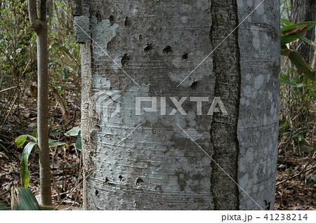 クマの爪痕 41238214