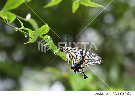 アゲハチョウと梅雨 41238430