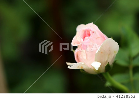 Beautiful roses in tropical 41238552