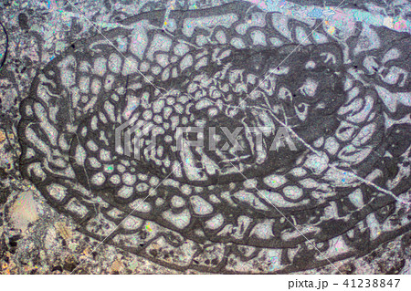 フズリナの化石薄片 41238847