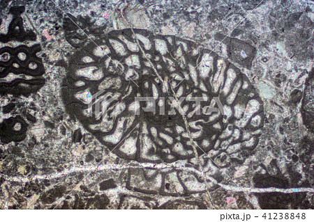 フズリナの化石薄片 41238848