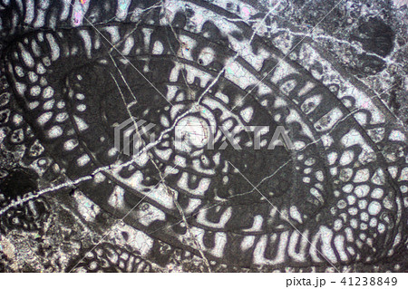 フズリナの化石薄片 41238849