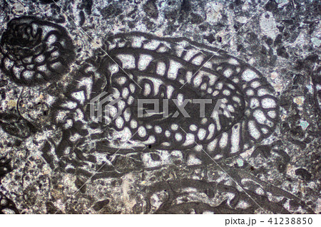 フズリナの化石薄片 41238850