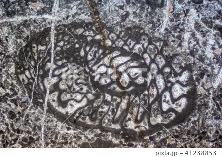 フズリナの化石薄片 41238853