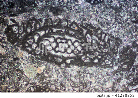フズリナの化石薄片 41238855