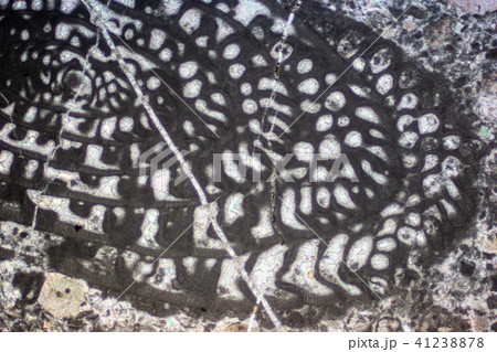 フズリナの化石薄片 41238878