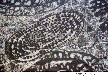 フズリナの化石薄片 41238882