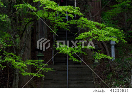 戸隠神社・新緑の宝光社／長野県長野市 41239615