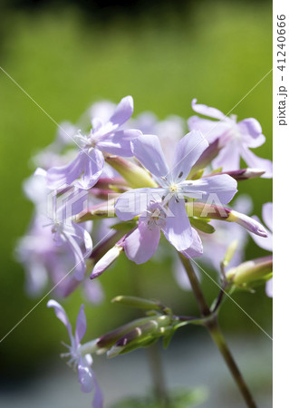 ソープワート 41240666