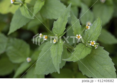 ハキダメギク 41240682