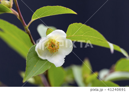 ヒメシャラの花 41240691